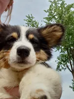 Fluffy Tri Girl, a female Pembroke Welsh Corgi for sale in Milton, WI – 2 of 3