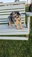 Blue Merle, a female Miniature Australian Shepherd for sale in Milton, WI – 3 of 5