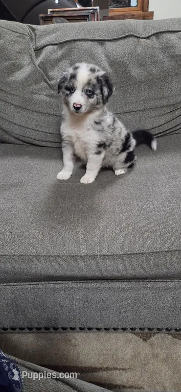 Blue Merle Girl – Miniature Australian Shepherd puppy for sale in Milton, WI