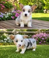 Blue Merle Boy, a male Pembroke Welsh Corgi for sale in Milton, WI – 1 of 1
