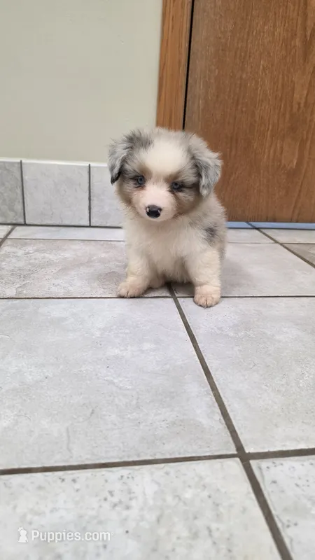 Blue Merle Auggie – Pembroke Welsh Corgi, Miniature Australian Shepherd puppy for sale in Milton, WI