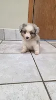 Blue Merle Auggie, a male Pembroke Welsh Corgi and Miniature Australian Shepherd for sale in Milton, WI – 1 of 2