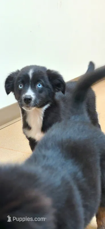 Blue Eyed Toy Boy – Toy Australian Shepherd puppy for sale in Milton, WI