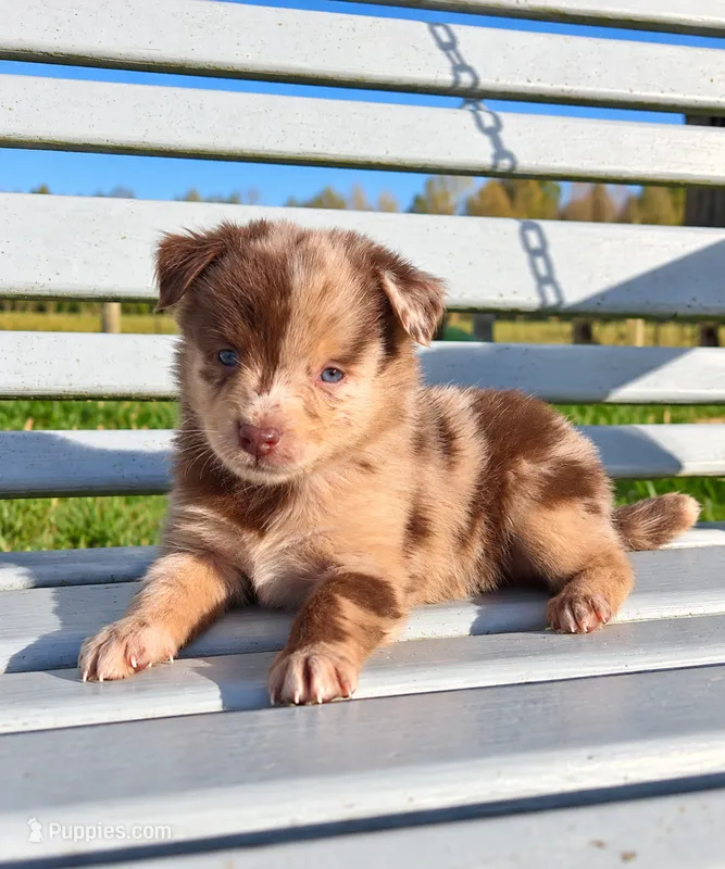Red Merle Girl, a female Miniature Australian Shepherd for sale in Milton, WI – 1 of 5