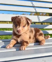 Red Merle Girl, a female Miniature Australian Shepherd for sale in Milton, WI – 1 of 5