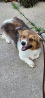FLUFFY red and white girl, a female Pembroke Welsh Corgi for sale in Milton, WI – 2 of 2