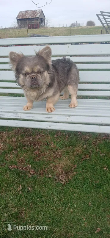 Visual Fluffy Boy – French Bulldog puppy for sale in Milton, WI