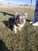 Visual Fluffy Boy, a male French Bulldog for sale in Milton, WI – Photo 2 of 2