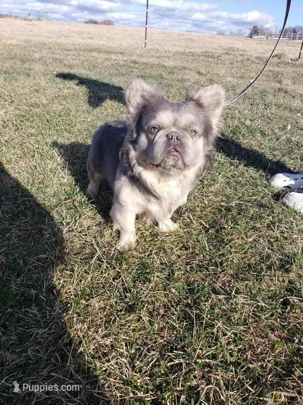 Visual Fluffy Boy – French Bulldog puppy for sale in Milton, WI