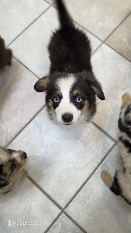 Fluffy Blue Eyed Beauty Auggie – Pembroke Welsh Corgi, Miniature Australian Shepherd puppy for sale in Milton, WI