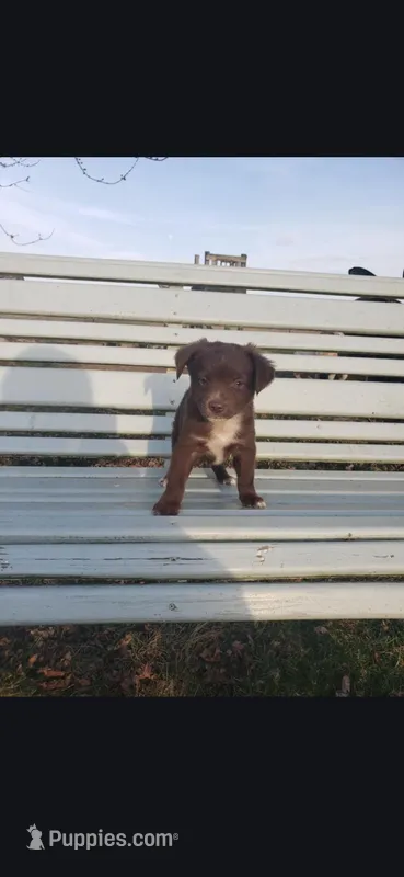 Brownie Toy Aussie – Miniature Australian Shepherd puppy for sale in Milton, WI