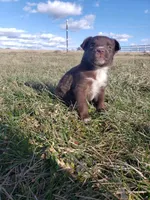 Brownie, a male Miniature Australian Shepherd for sale in Milton, WI – Photo 1 of 2