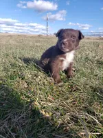 Brownie, a male Miniature Australian Shepherd for sale in Milton, WI – Photo 2 of 2