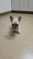 Sugar, a male French Bulldog for sale in Milton, WI – 6 of 6