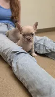 Frenchie Pups "Rosie", a male French Bulldog for sale in Milton, WI – 3 of 7