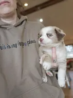 Almond Red Merle Toy/Mini, a female Miniature Australian Shepherd for sale in Milton, WI – Photo 3 of 5