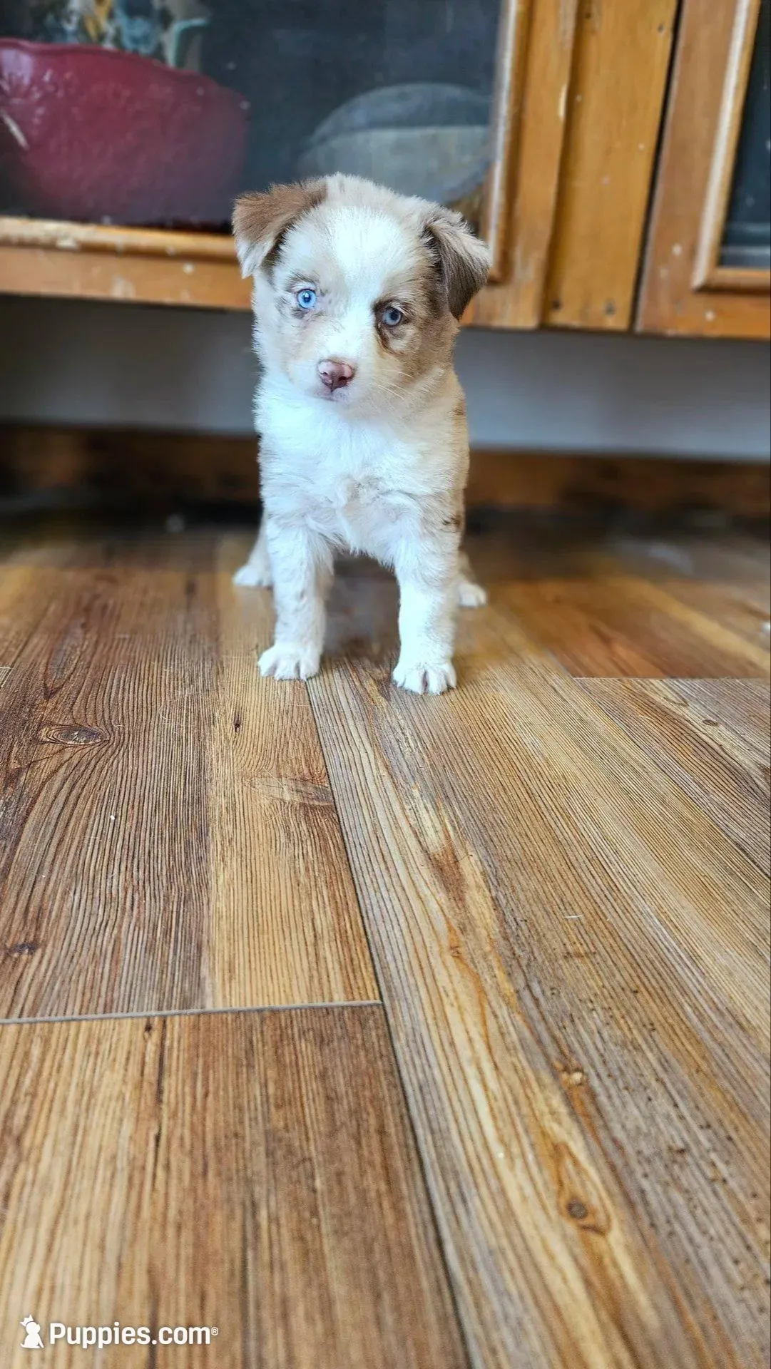 Almond Red Merle Toy/Mini – Miniature Australian Shepherd puppy for sale in Milton, WI