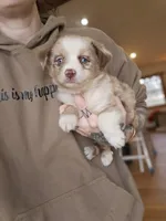 Almond Red Merle Toy/Mini, a female Miniature Australian Shepherd for sale in Milton, WI – Photo 4 of 5