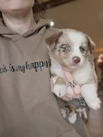 Almond Red Merle Toy/Mini, a female Miniature Australian Shepherd for sale in Milton, WI – Photo 2 of 5
