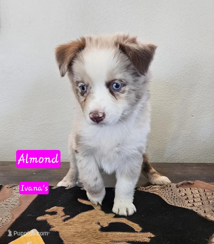 Almond Red Merle Toy/Mini – Miniature Australian Shepherd puppy for sale in Milton, WI