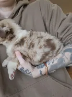 Almond Red Merle Toy/Mini, a female Miniature Australian Shepherd for sale in Milton, WI – Photo 5 of 5