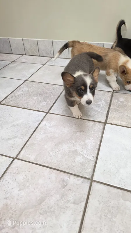 Beautiful Dilute Bluie Girl – Pembroke Welsh Corgi puppy for sale in Milton, WI