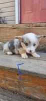 Blue Merle Girl, a female Pembroke Welsh Corgi for sale in Milton, WI – 2 of 2