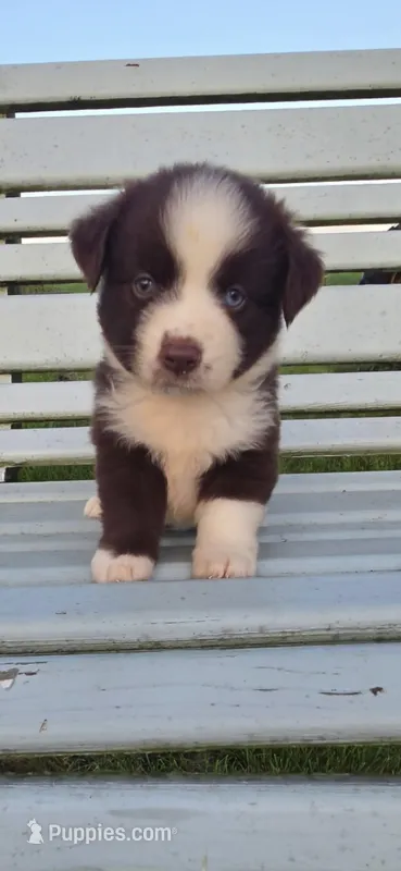 Mini Aussies Blue eyed girl – Miniature Australian Shepherd puppy for sale in Milton, WI