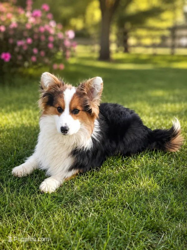 Batman, Fluffy Boy – Pembroke Welsh Corgi puppy for sale in Milton, WI