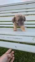 Fluffy Girl, a female French Bulldog for sale in Milton, WI – 3 of 3