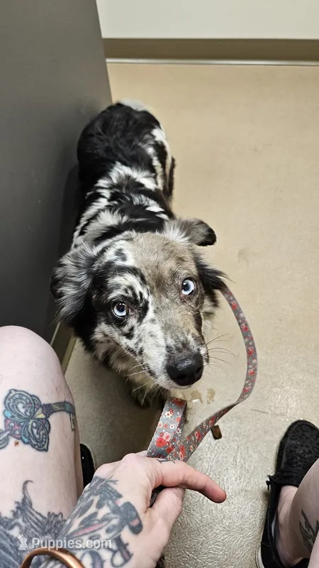 Blue Merle Girl – Miniature Australian Shepherd puppy for sale in Milton, WI