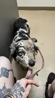 Blue Merle Girl, a female Miniature Australian Shepherd for sale in Milton, WI – 2 of 2