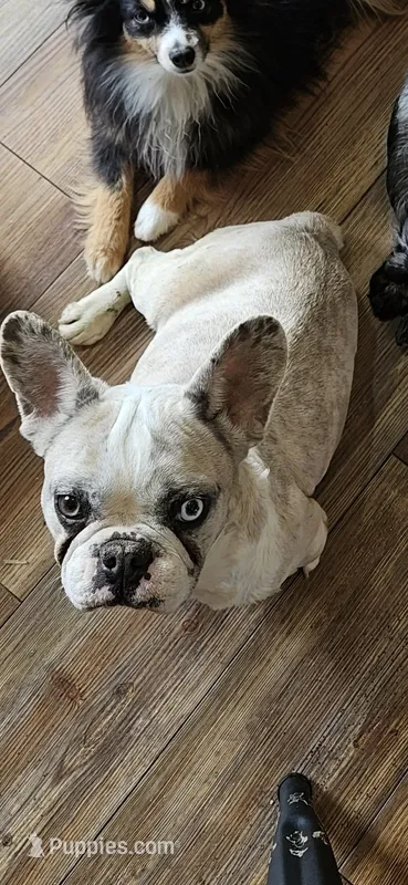 Hazel – French Bulldog puppy for sale in Milton, WI