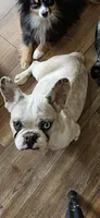 Hazel, a female French Bulldog for sale in Milton, WI – 1 of 1