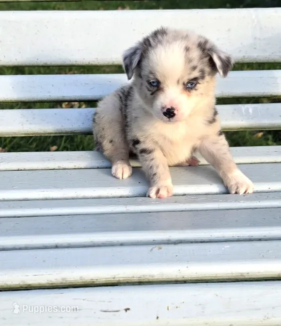 Blue Merle Boy, a male Miniature Australian Shepherd for sale in Milton, WI – 1 of 2