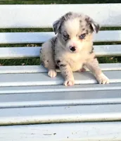 Blue Merle Boy, a male Miniature Australian Shepherd for sale in Milton, WI – 1 of 2