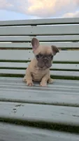 French Bulldogs, a female French Bulldog for sale in Milton, WI – 2 of 2