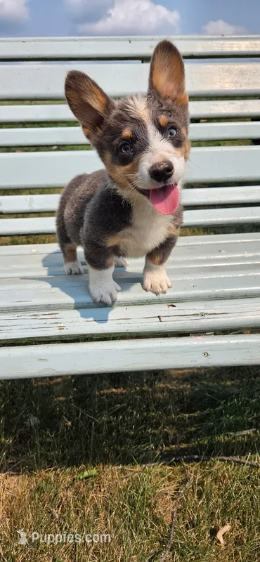 Bluie Boy  – Pembroke Welsh Corgi puppy for sale in Milton, WI
