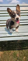 Bluie Boy , a male Pembroke Welsh Corgi for sale in Milton, WI – 1 of 1