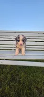 Blue Merle Girl, a female Miniature Australian Shepherd for sale in Milton, WI – 3 of 3