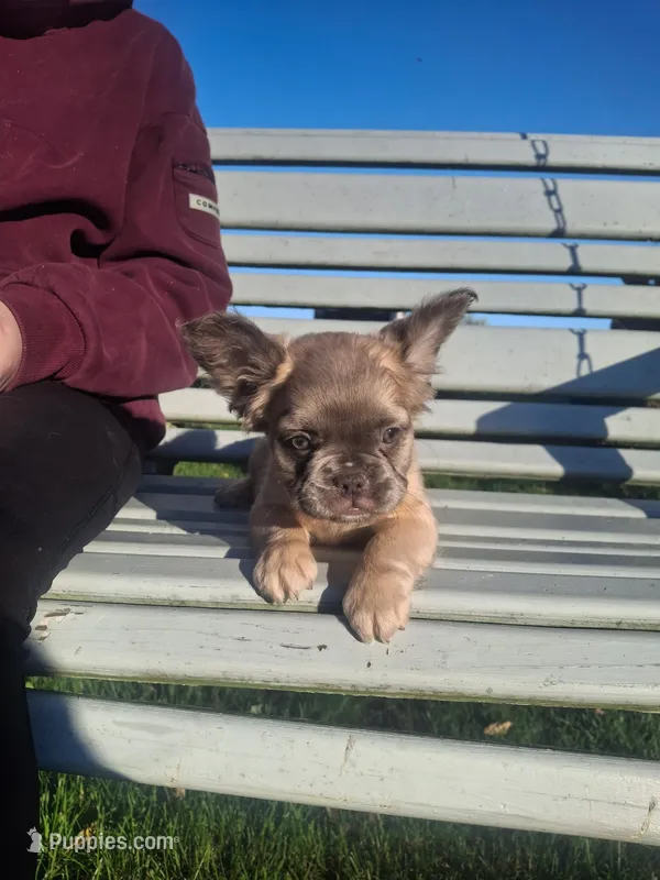 Fluffy Lilac, tan point carrier – French Bulldog puppy for sale in Milton, WI