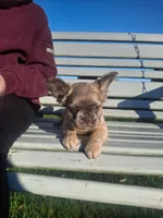 Fluffy Lilac, tan point carrier, a female French Bulldog for sale in Milton, WI – 5 of 5