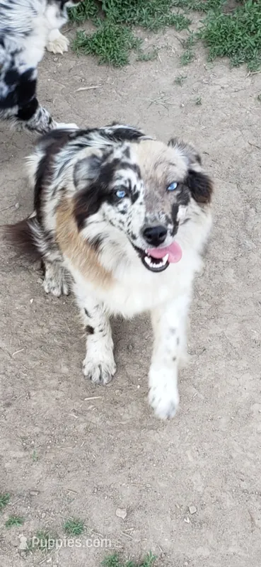 Blue Merle Girl – Miniature Australian Shepherd puppy for sale in Milton, WI