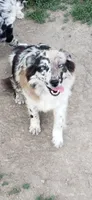 Blue Merle Girl, a female Miniature Australian Shepherd for sale in Milton, WI – 1 of 2