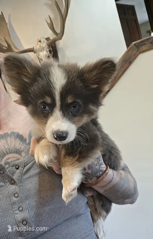 Fluffy Bluie Boy – Pembroke Welsh Corgi puppy for sale in Milton, WI
