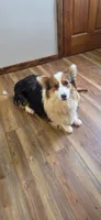 Batman FLUFFY AKC, a male Pembroke Welsh Corgi for sale in Milton, WI – 3 of 3