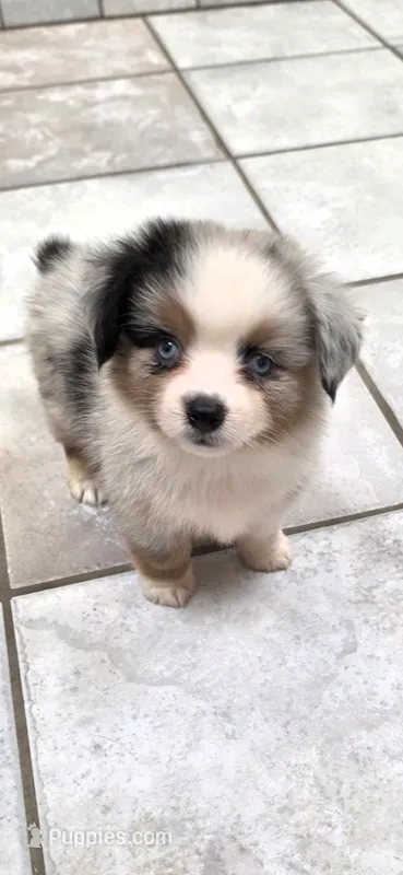 Blue Merle Boy – Pembroke Welsh Corgi, Miniature Australian Shepherd puppy for sale in Milton, WI