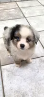 Blue Merle Boy, a male Pembroke Welsh Corgi and Miniature Australian Shepherd for sale in Milton, WI – 1 of 2