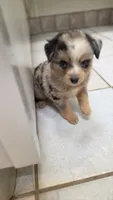 Tiny Blue Merle Boy, a male Toy Australian Shepherd for sale in Milton, WI – 2 of 6