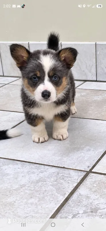 Beautiful Dilute Bluie Girl – Pembroke Welsh Corgi puppy for sale in Milton, WI